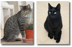 Kater Rudi und Mietze Coco