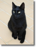 Kater Rudi und Mietze Coco